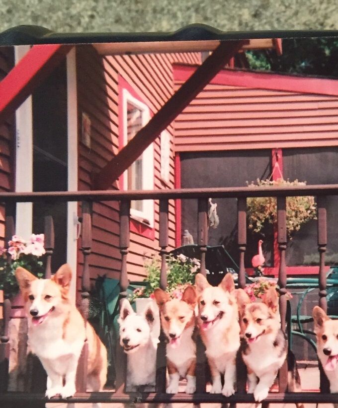 Roxie,Reba,Romeo,Rhinestone,Rheno Renegade and Ripley we love and miss you gone but not forgotten, forever in our hearts ❤️🐾🐾🐾🐾🐾